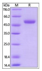 Mouse CD27 Ligand, Mouse IgG2a Fc Tag, low endotoxin on SDS-PAGE under reducing (R) condition. The gel was stained overnight with Coomassie Blue. The purity of the protein is greater than 95%.